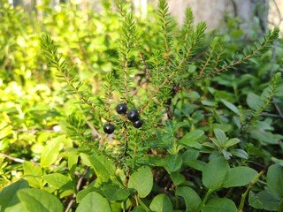 साभार गूगल से