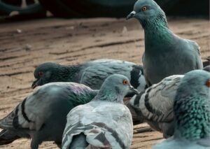 Photo - Ayaan Madaar